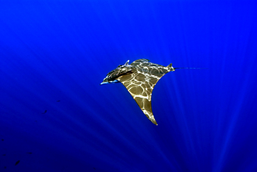 Mobula ray, Mobula tarapacana, and remoras, Remora remora, St. Peter and St. Paul's rocks, Brazil, Atlantic Ocean