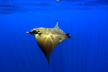 Mobula ray, Mobula tarapacana, and remoras, Remora remora, St. Peter and St. Paul's rocks, Brazil, Atlantic Ocean