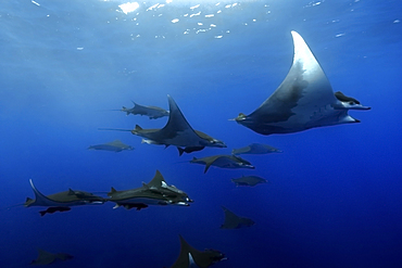 Mobula rays, Mobula tarapacana, and remoras, Remora remora, schooling, St. Peter and St. Paul's rocks, Brazil, Atlantic Ocean