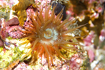 Sea anemone, St. Peter and St. Paul's rocks, Brazil, Atlantic Ocean