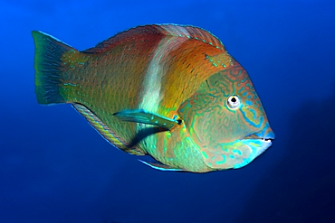 Puddingwife wrasse, Halichoeres radiatus, St. Peter and St. Paul's rocks, Brazil, Atlantic Ocean