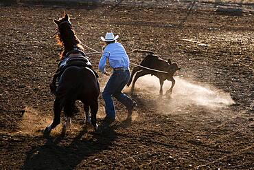 Cowboy competes at rodeo calf-roping event.