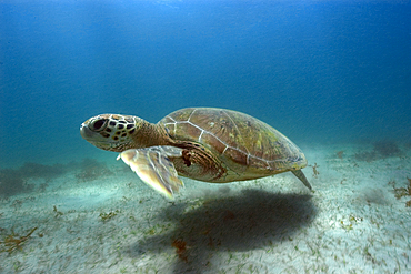 Green sea turtle, Chelonia mydas, Sueste Bay, Fernando de Noronha, Pernambuco, Brazil, Atlantic Ocean