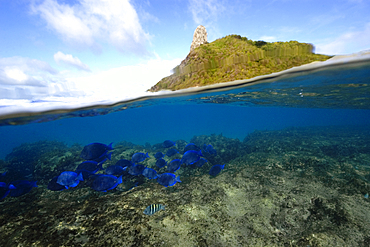 Split image of schooling blue tangs, Acanthurus coeruleus, and Pico Hill, Fernando de Noronha, Brazil, South Atlantic