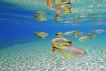 Characins or Piraputangas, Brycon hilarii, Balneario Municipal, Bonito, Mato Grosso do Sul, Brazil