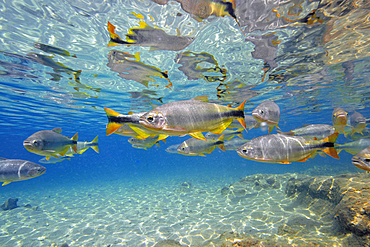 Characins or Piraputangas, Brycon hilarii, Balneario Municipal, Bonito, Mato Grosso do Sul, Brazil