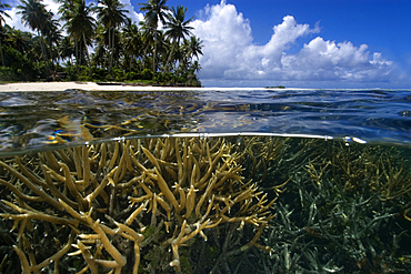 Split image of staghorn coral, Acropora sp., and island, Truk lagoon, Chuuk, Federated States of Micronesia, Pacific