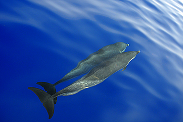 Pantropical spotted dolphin, Stenella attenuata, bow riding near the surface, Kailua-Kona, Hawaii