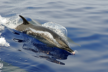 Pantropical spotted dolphin, Stenella attenuata, bow riding near the surface, Kailua-Kona, Hawaii