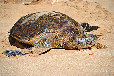 Green sea turtle, Chelonia mydas, at Laniakea Beach, North Shore of Oahu, Hawaii, USA