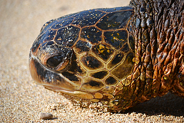 Green sea turtle, Chelonia mydas, rests in the sand of Ho'okipa Beach, Maui, Hawaii, USA