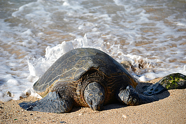 Green sea turtle, Chelonia mydas, rests in the sand of Ho'okipa Beach, Maui, Hawaii, USA