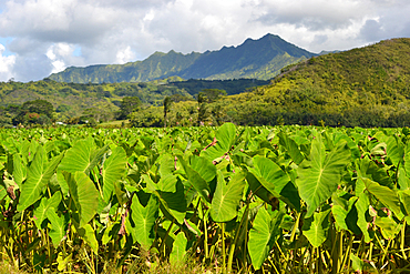 Taro plantation, Colocasia esculenta, family Araceae, at Hanalei Valley, Kauai, Hawaii, USA