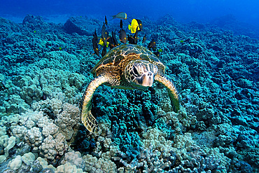 Green sea turtle, Chelonia mydas, gets cleaned by yellow tangs, Zebrasoma flavescens and lined bristletooth, Ctenochaetus striatus, Kailua-Kona, Hawaii, (N. Pacific)