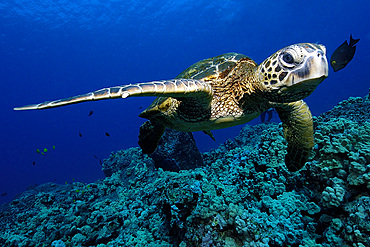 Green sea turtle, Chelonia mydas, Kailua-Kona, Hawaii, (Pacific)