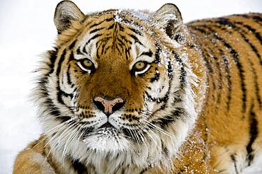 Relaxed Siberian tiger portrait.