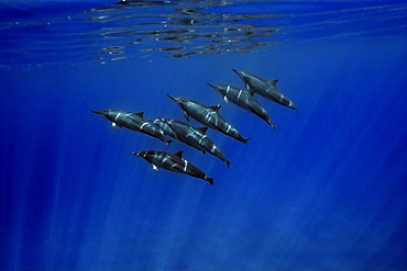 Spinner dolphins Stenella longirostris, Big Island, Hawaii, USA