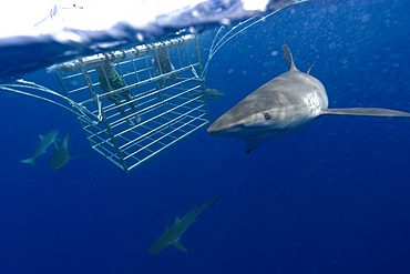 Thrill seekers experience cage diving with Galapagos sharks, Carcharhinus galapagensis, North shore, Oahu, Hawaii, USA