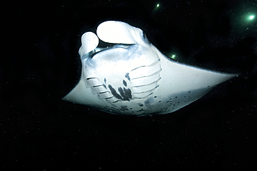 Manta ray, Manta birostris, feeding at night, Kailua-Kona, Big Island, Hawaii