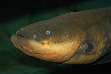 Electric eel, Electrophorus electricus; this air-breathing freshwater fish can deliver an electric shock up to 650 volts and naturally occurs in the Amazon river basins of South America including Brazil and Guyanas; photo taken in captivity.