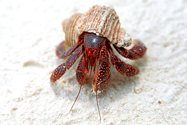 Hermit crab, Coenobita perlatus, Bird I., Mili, Marshall Islands (N. Pacific).