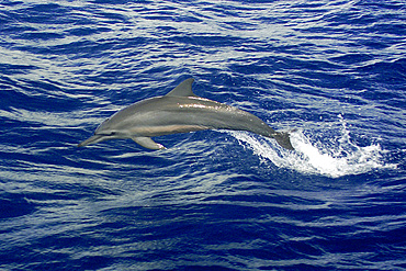 Spinner dolphin, Stenella longirostris, Namu atoll, Marshall Islands (N. Pacific).MID0042