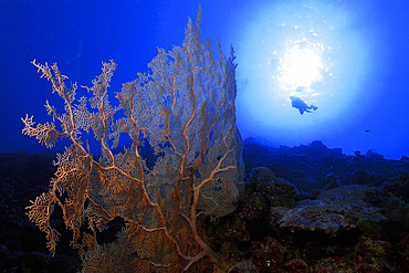 Fan coral, Subergorgia sp., and diver silhouette against he sun, Namu atoll, Marshall Islands (N. Pacific).