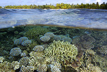 Over under image of coral reef, Acropora spp., and trees at Majikin Island, Namu atoll, Marshall Islands (N. Pacific).