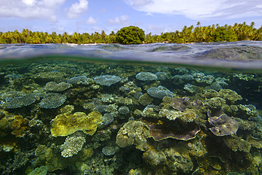 Over under image of coral reef, Acropora spp., and trees at Majikin Island, Namu atoll, Marshall Islands (N. Pacific).