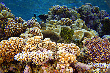 Highly diverse coral reef, mainly cauliflower coral, Pocillopora spp., and Pavona minuta (background), Namu atoll, Marshall Islands (N. Pacific).