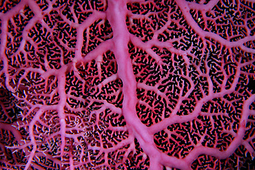 Pink hydrocoral (lace coral), Stylaster sp., Namu atoll, Marshall Islands (N. Pacific).