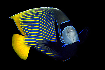 Emperor angelfish, Pomacanthus imperator, Namu atoll, Marshall Islands (N. Pacific).