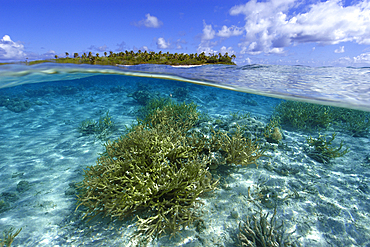 Split image of staghorn coral, Acropora sp., and uninhabited island, Ailuk atoll, Marshall Islands, Pacific