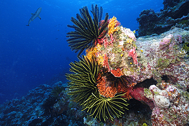 Red (Lace) coral, Distichopora violacea, feather stars, and juvenile gray reef shark, Carcharhinus amblyrhynchos, Ailuk atoll, Marshall Islands, Pacific