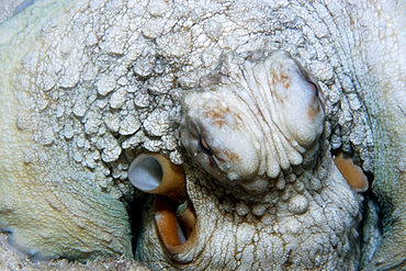 Reef octopus, Octopus cyanea, eye and siphon detail, Rongelap, Marshall Islands, Micronesia