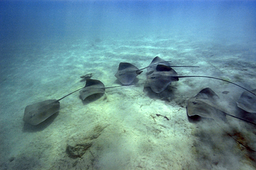 Large group of pink whipray or Tahitian stingray, Himantura fai, Rongelap, Marshall Islands, Micronesia