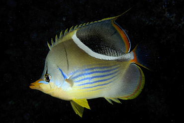 Saddled butterflyfish, Chaetodon ephippium, Rongelap, night, Marshall Islands, Micronesia