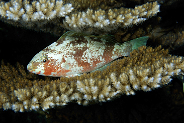 Parrotfish, Scarus sp., sleeping between Acropora coral plates, Rongelap, Marshall Islands, Micronesia