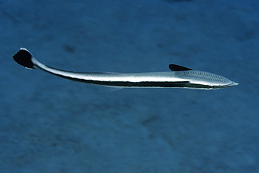 Live sharksucker, Echeneis naucrates, Rongelap, Marshall Islands, Micronesia