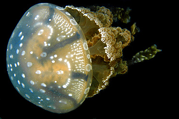 Jellyfish, Mastigias sp., Palau, Micronesia.