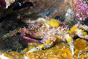 Ornamental crab, Schizophrys aspera, Palau, Micronesia.