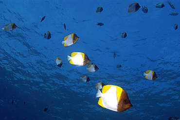 Aggregation of pyramid butterflyfish, Hemitaurichthys polylepis, Siaes drop-off, Palau, Micronesia.