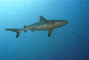 Grey reef shark, Carcharhinus amblyrhynchos, Blue corner, Palau.