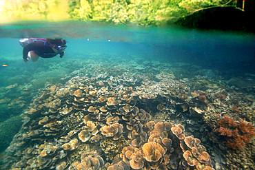 Split image of lush vegetation and free diver observing lettuce coral, Turbinaria reniformis, next to cave entrance, Palau, Micronesia.