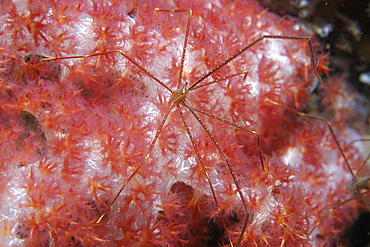 Spider crab, Chirostylus sp., on soft coral, Dendronephthya sp., Dumaguete, Negros Island, Philippines.