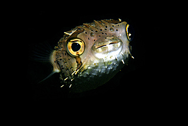 Balloonfish, Diodon holocanthus, at night, Dumaguete, Negros Island, Philippines.