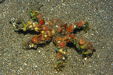 Colorful decorator crab, Camposcia retusa, at night, Dumaguete, Negros Island, Philippines.