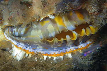 Thorny oyster, Spondylus varius, resting on coral reef at night, Dumaguete, Negros Island, Philippines.