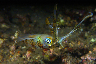 Bigfin reef squid, Sepioteuthis lessoniana, Dumaguete, Negros Island, Philippines.