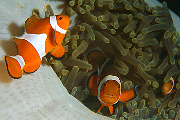 Family of false clown anemone fish, Amphiprion ocellaris, seeking refuge in sea anemone, Dumaguete, Negros Island, Philippines.